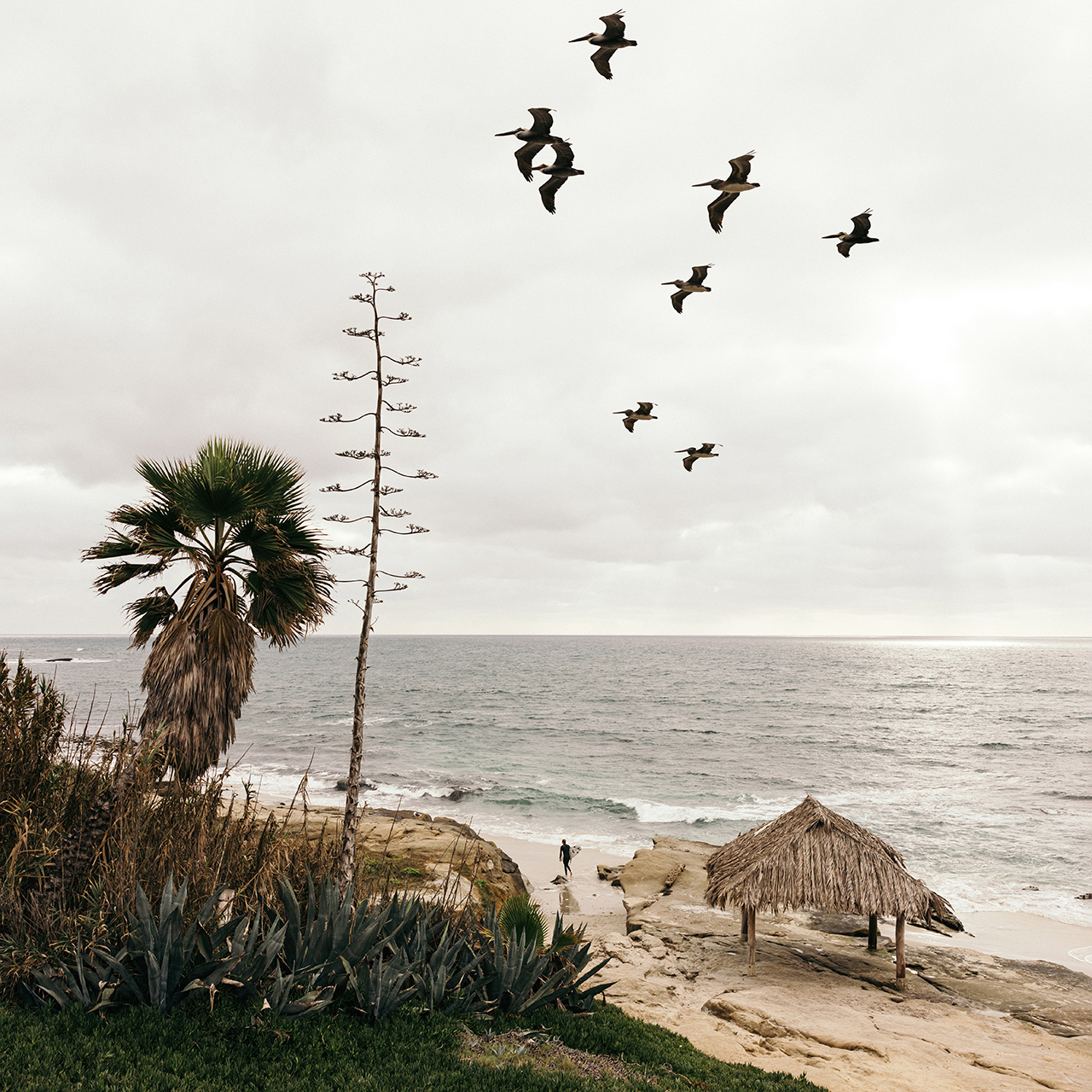 Surfer and birds at Windansea Beach La Jolla San Diego