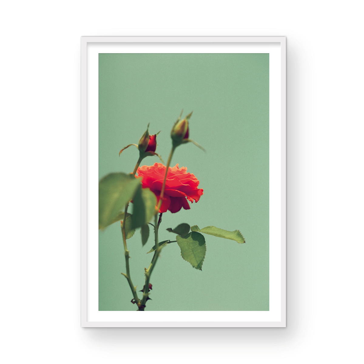 Roses, One: On Film