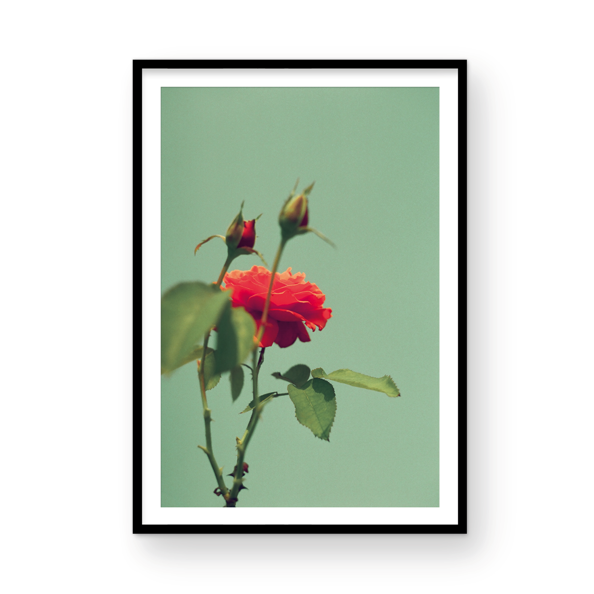 Roses, One: On Film