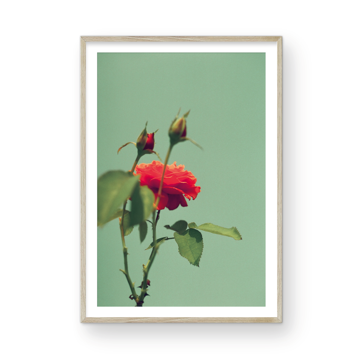 Roses, One: On Film