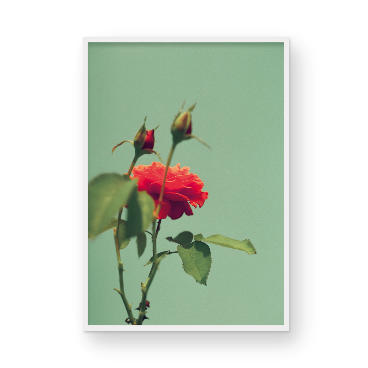 Roses, One: On Film