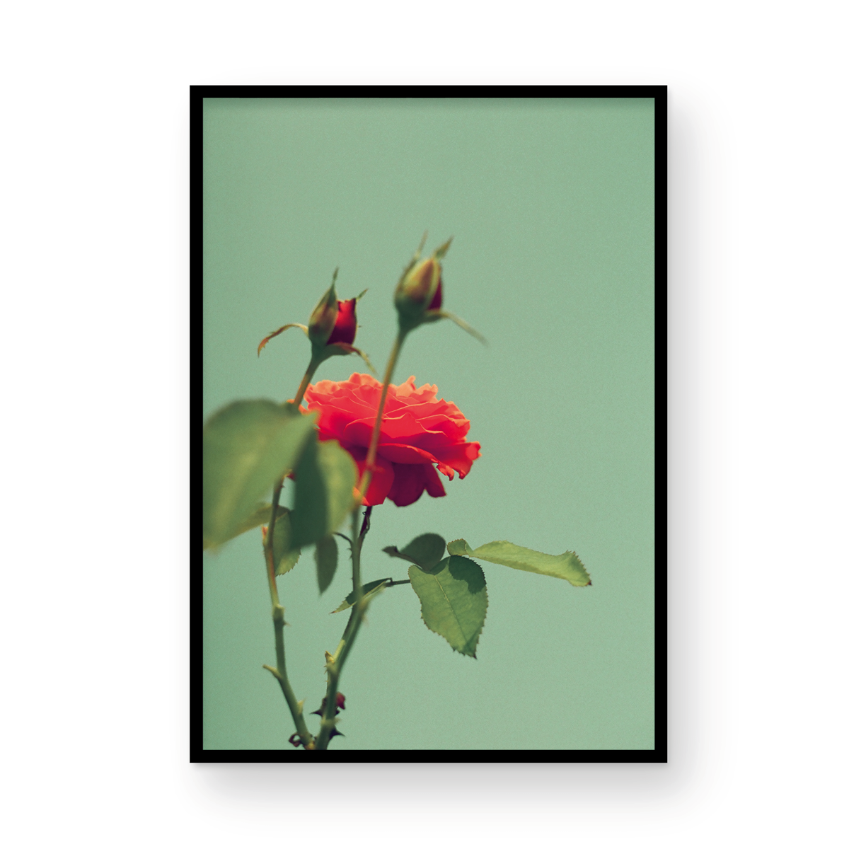 Roses, One: On Film