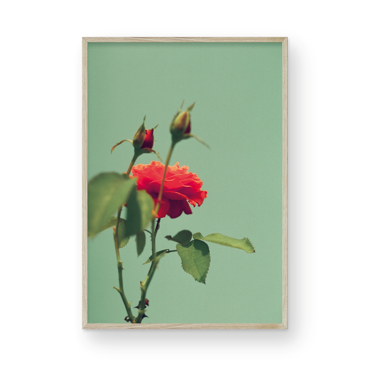 Roses, One: On Film