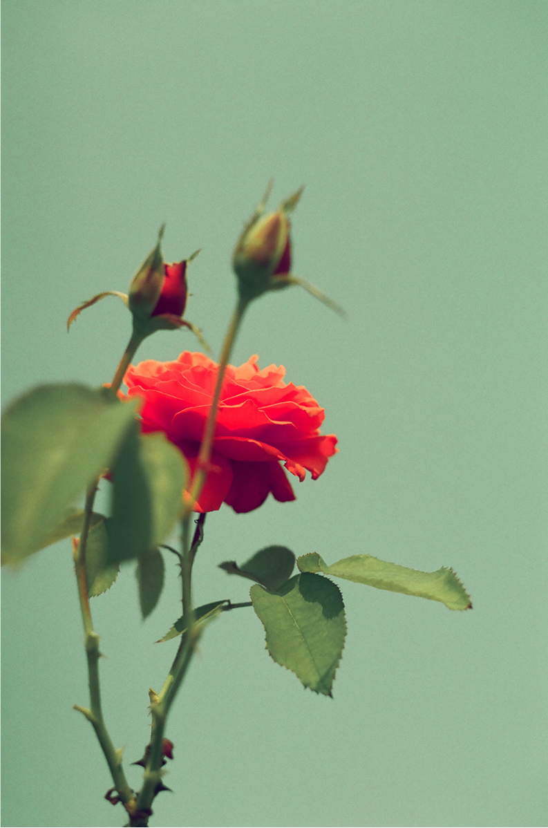 Roses, One: On Film
