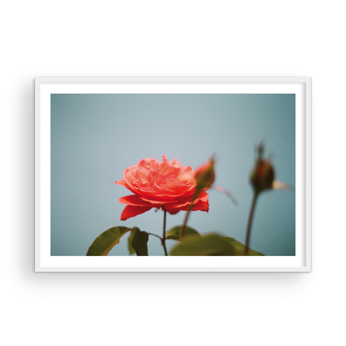 Roses, Two: On Film