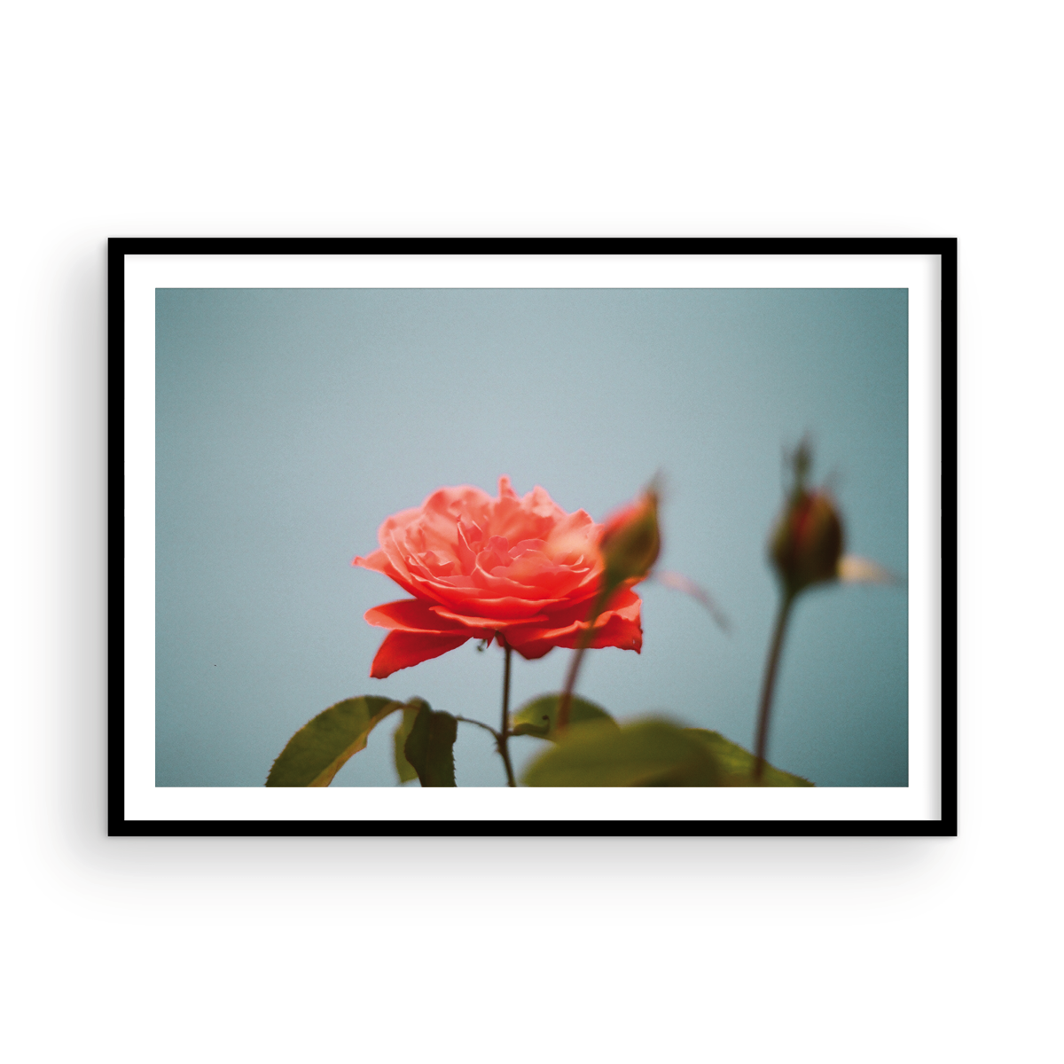 Roses, Two: On Film