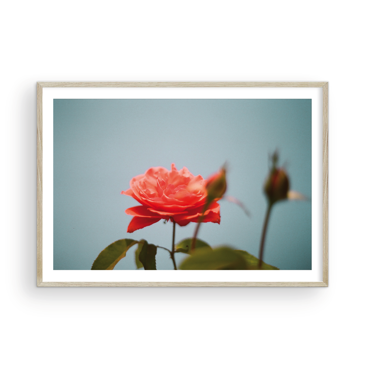 Roses, Two: On Film