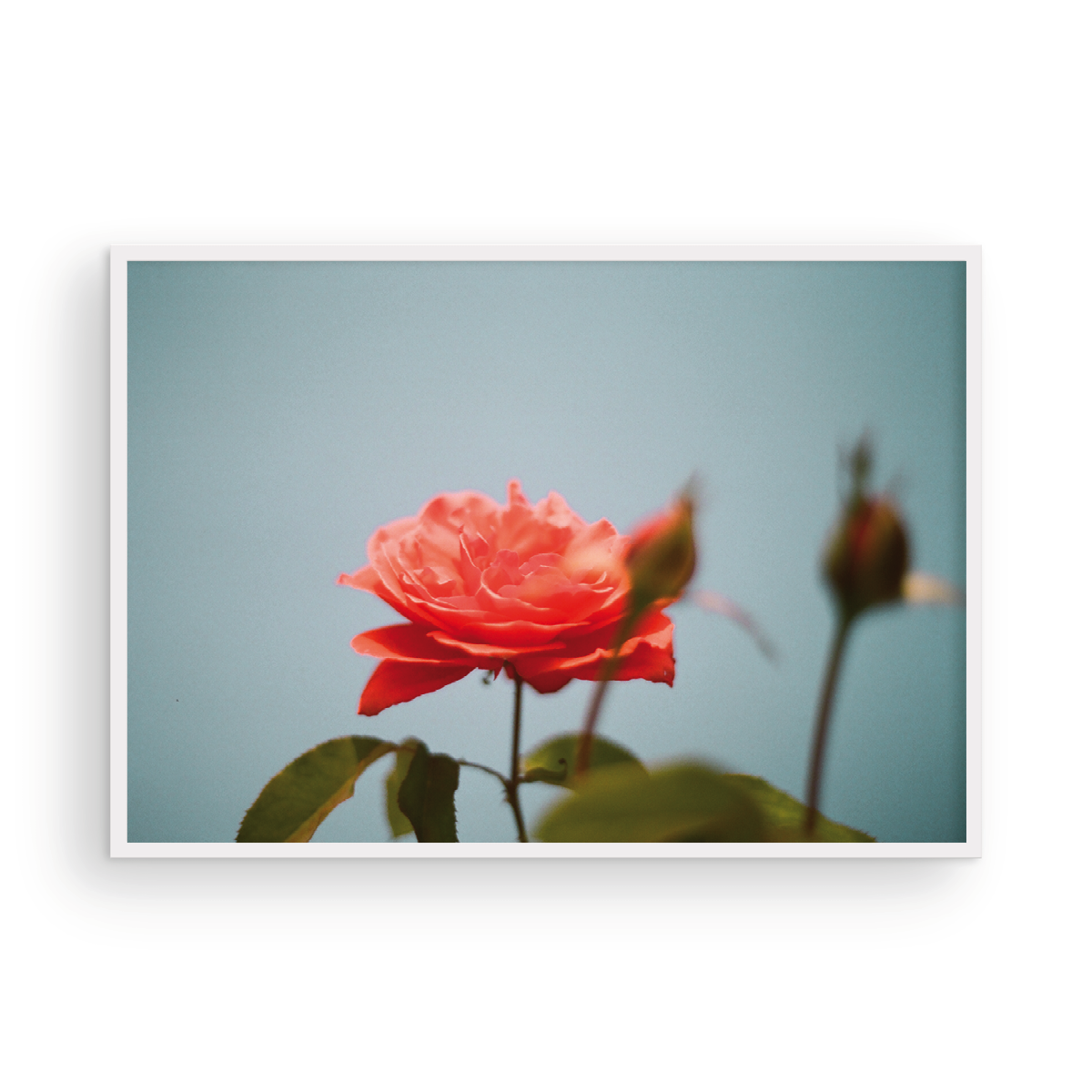 Roses, Two: On Film