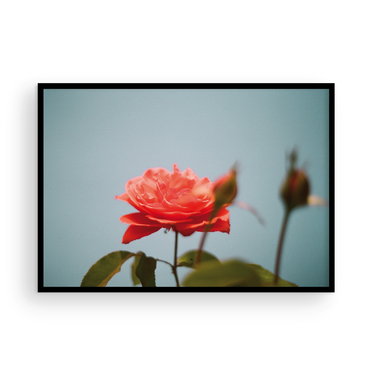 Roses, Two: On Film