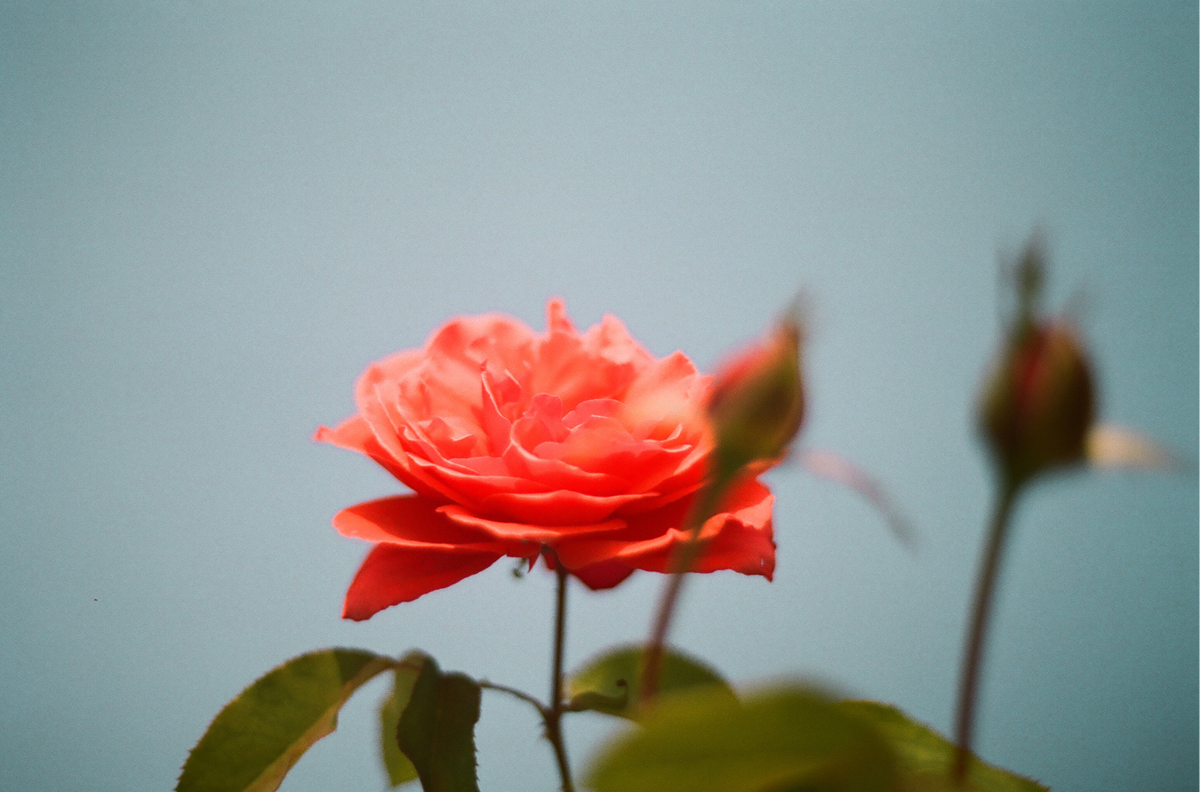 Roses, Two: On Film