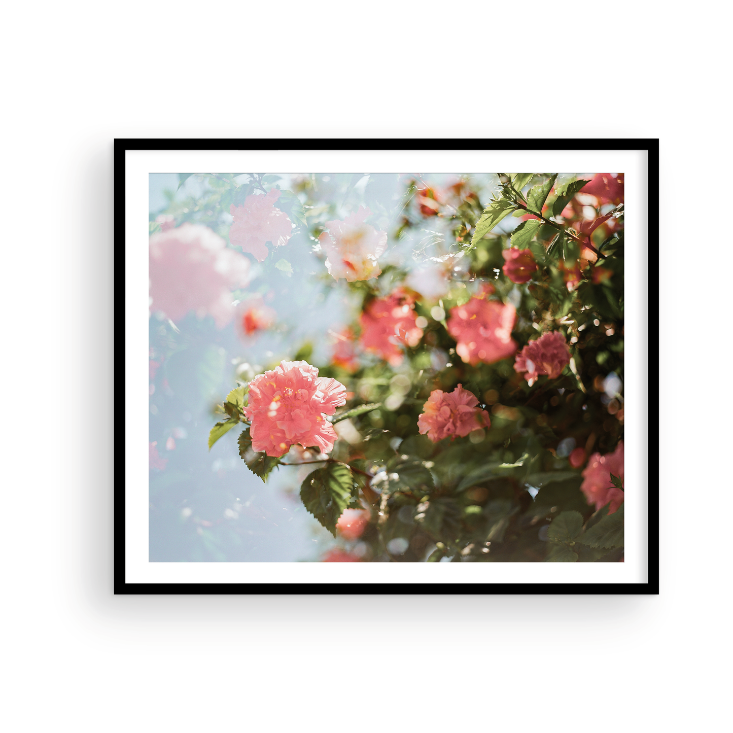 Catalina Double Hibiscus: On Film