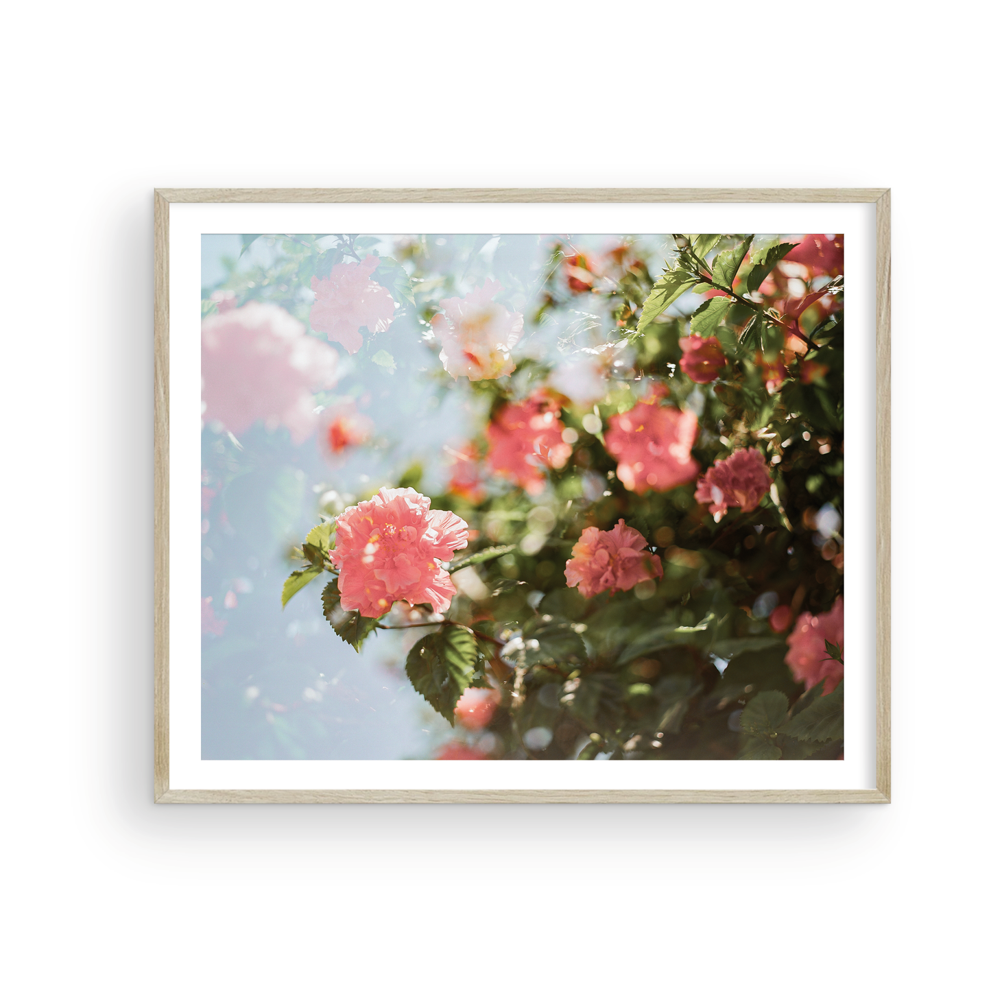 Catalina Double Hibiscus: On Film