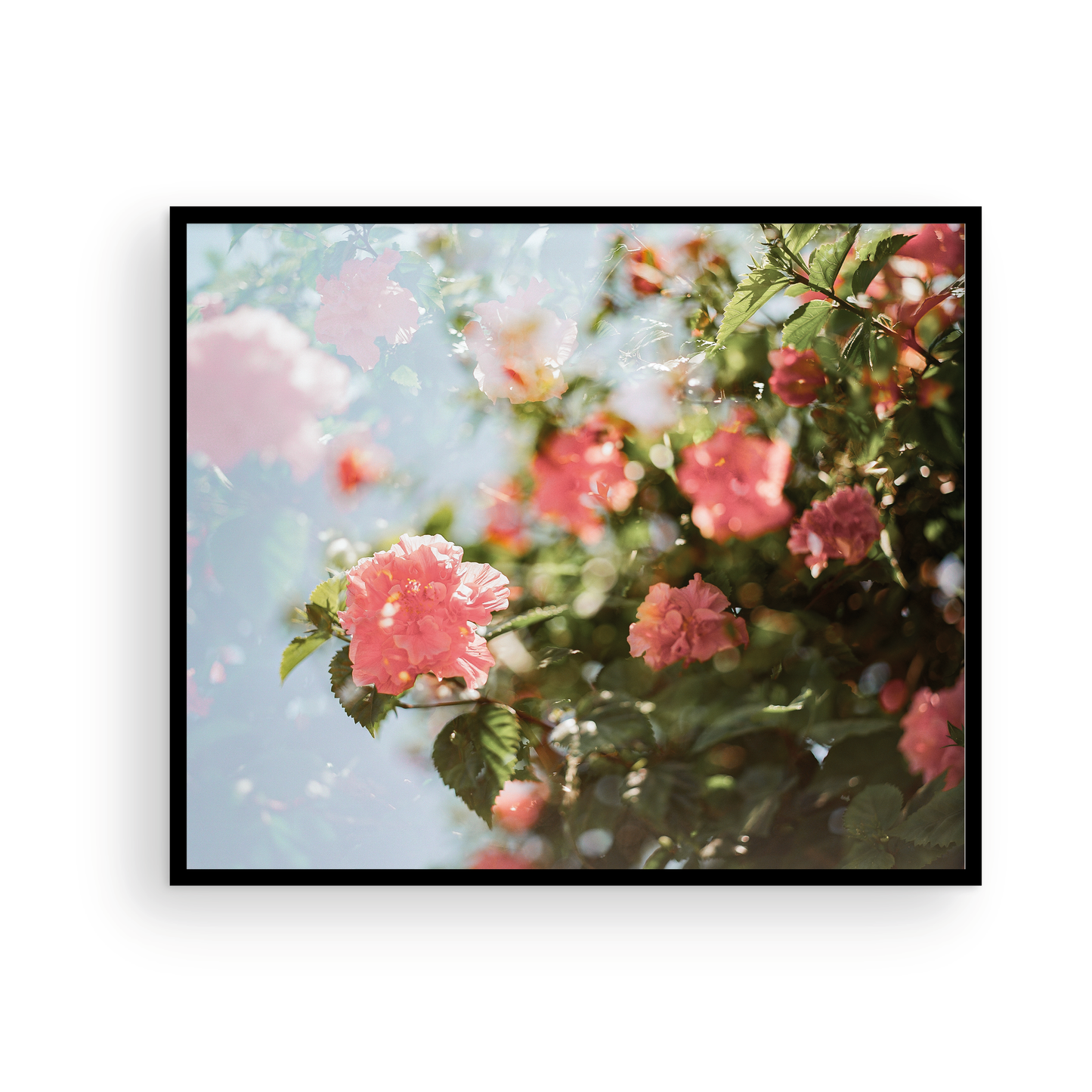 Catalina Double Hibiscus: On Film