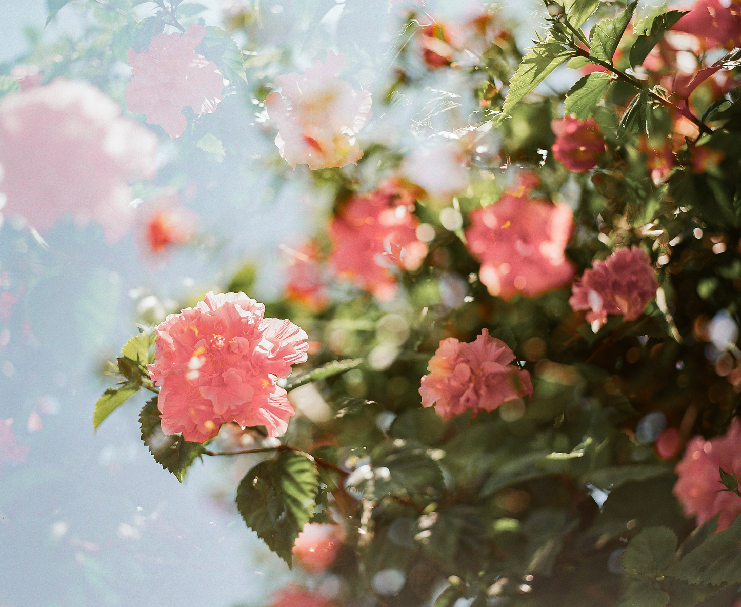 Catalina Double Hibiscus: On Film