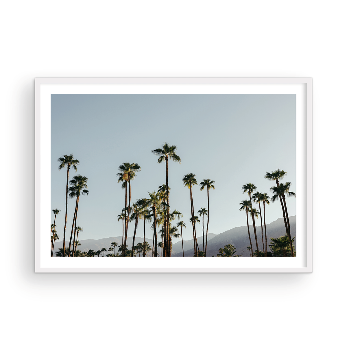 PS Palms, Three