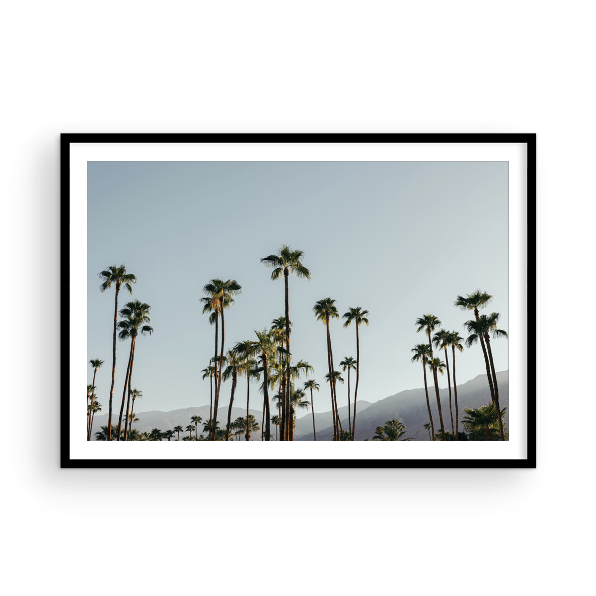 PS Palms, Three
