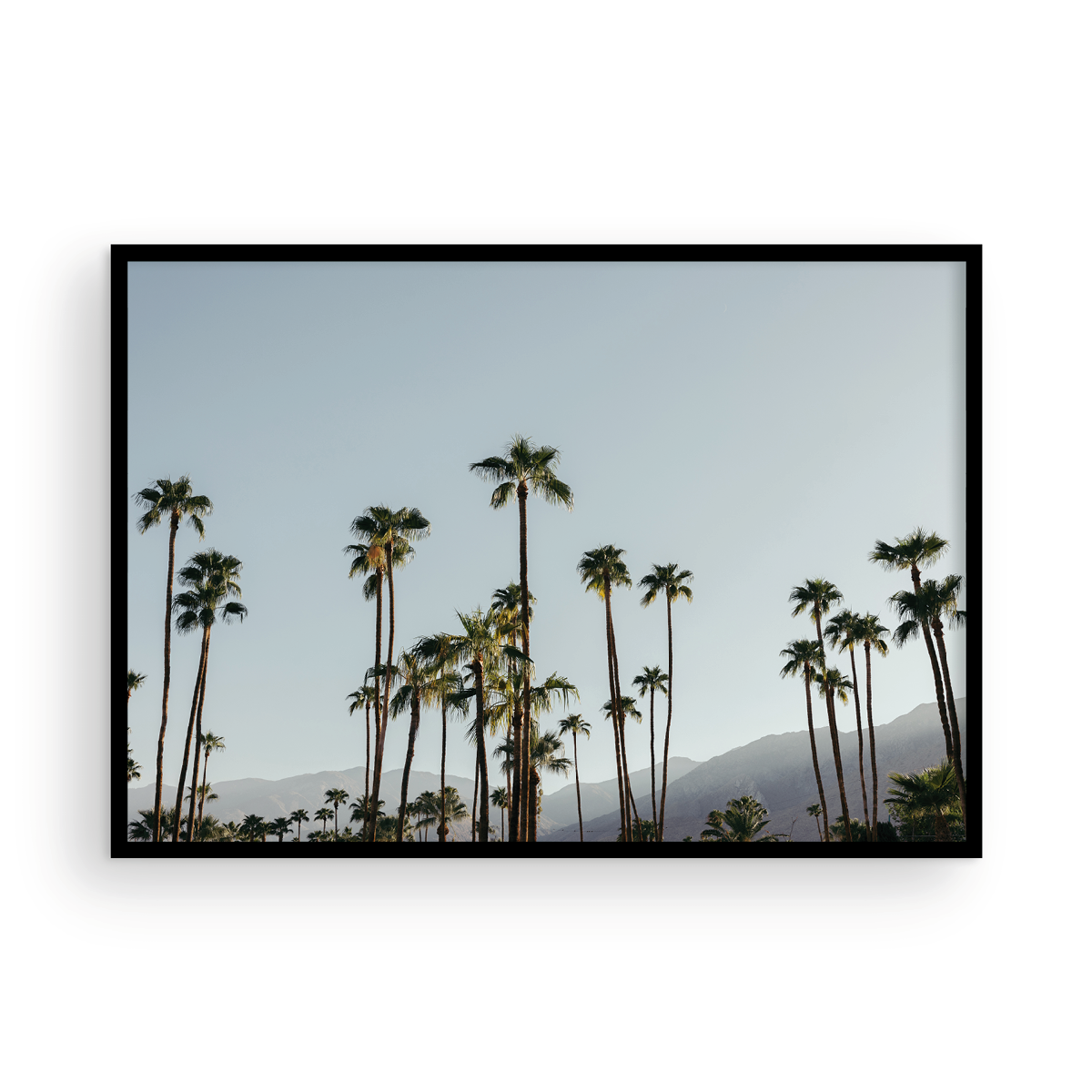 PS Palms, Three