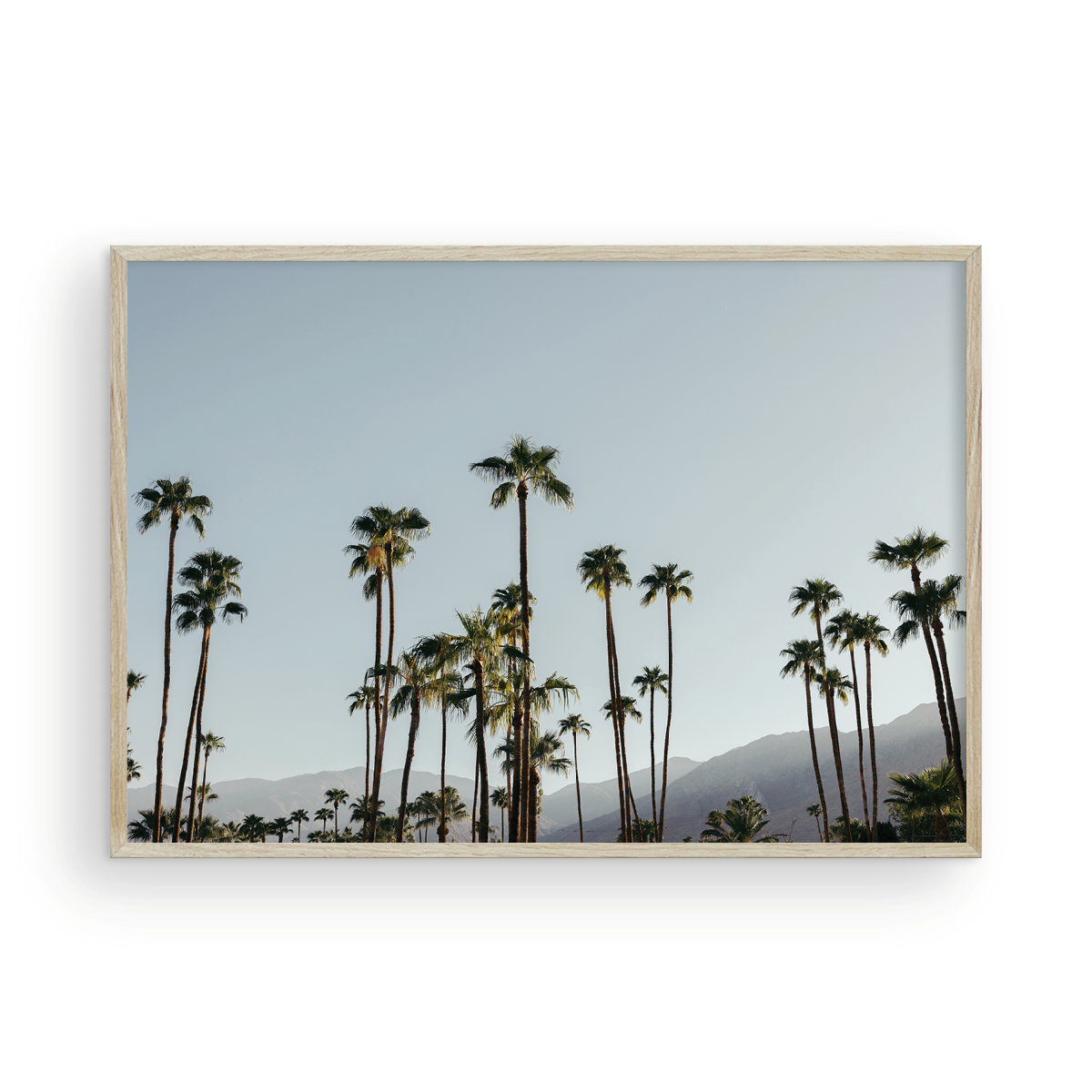 PS Palms, Three