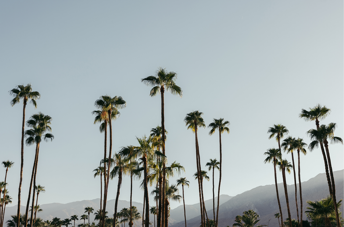 PS Palms, Three