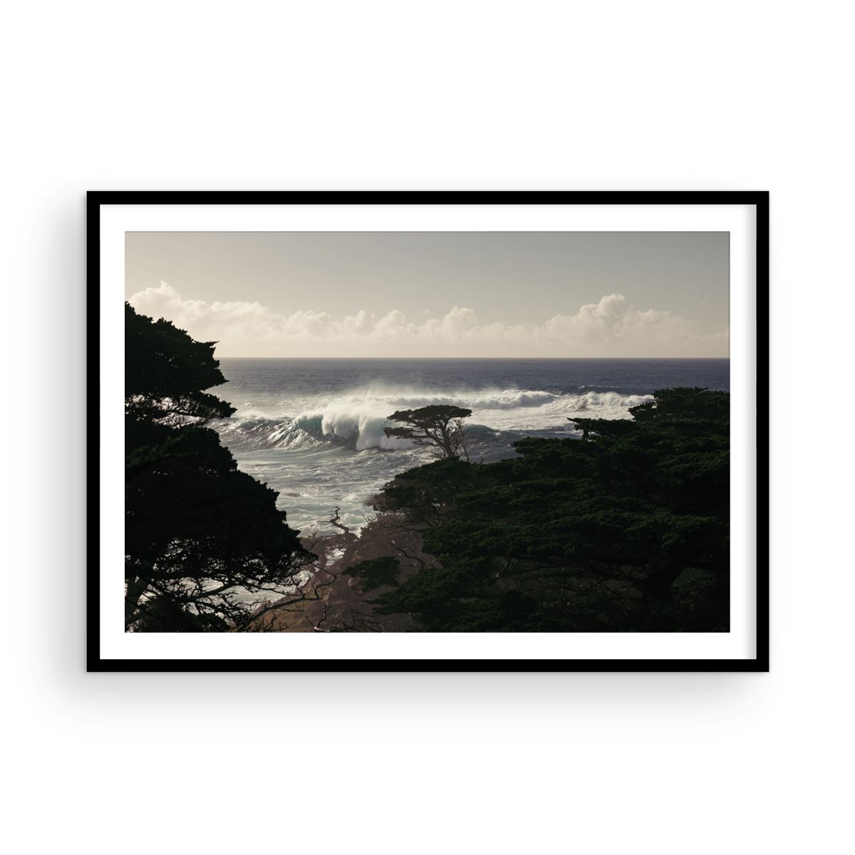 Point Lobos, One