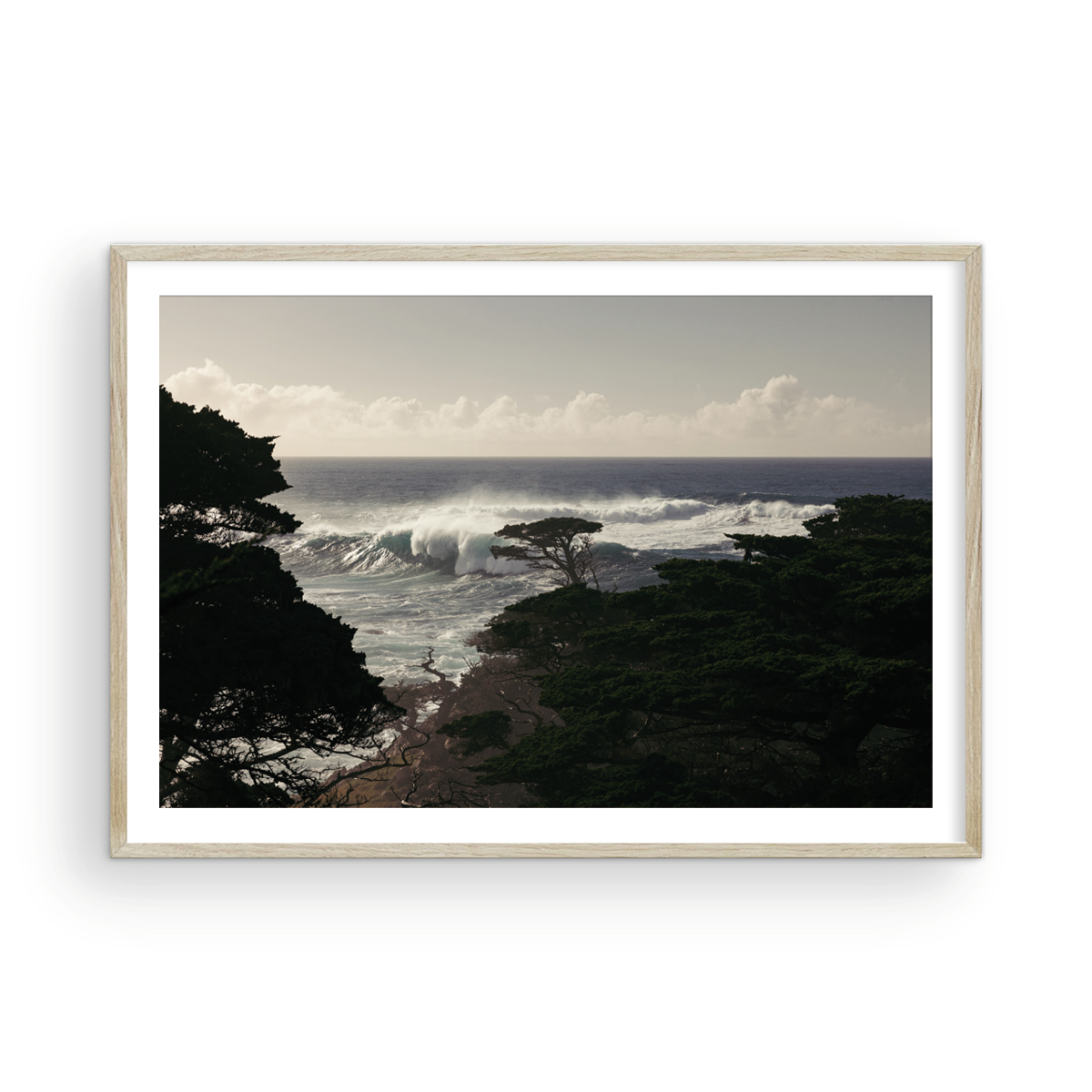 Point Lobos, One