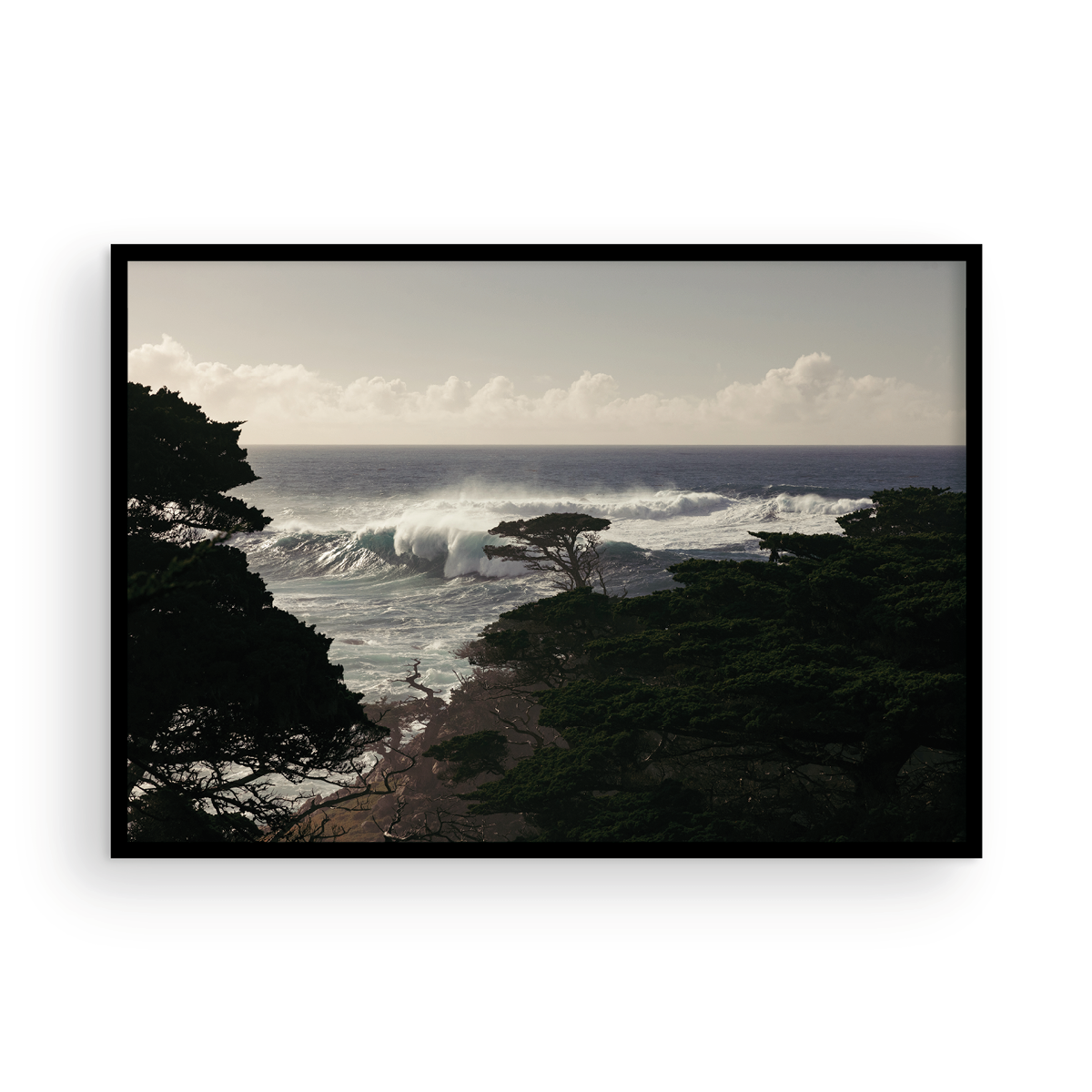Point Lobos, One