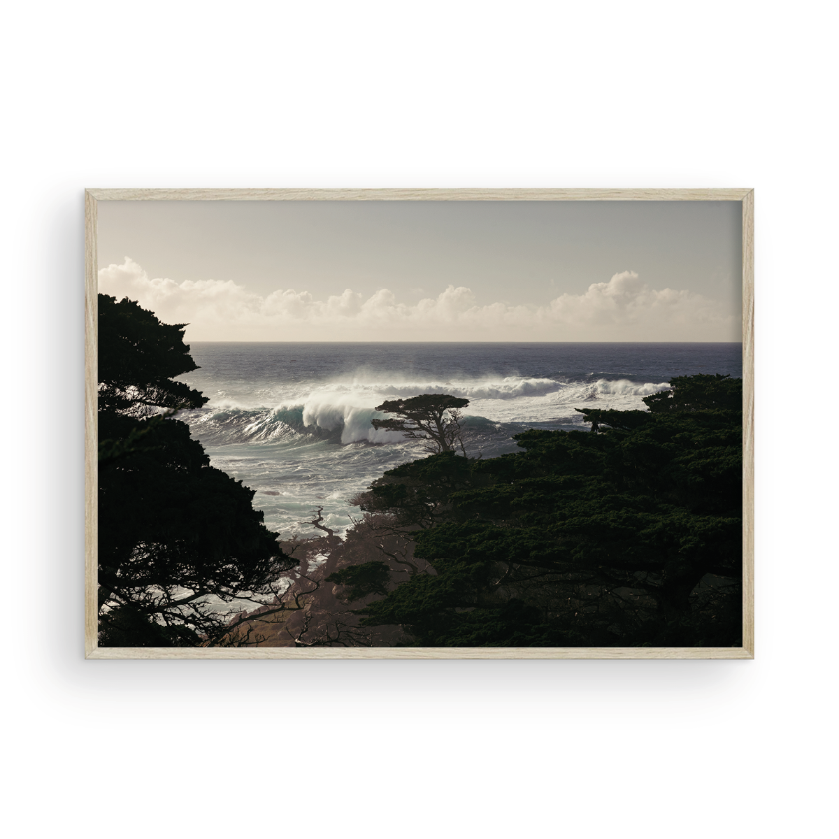 Point Lobos, One