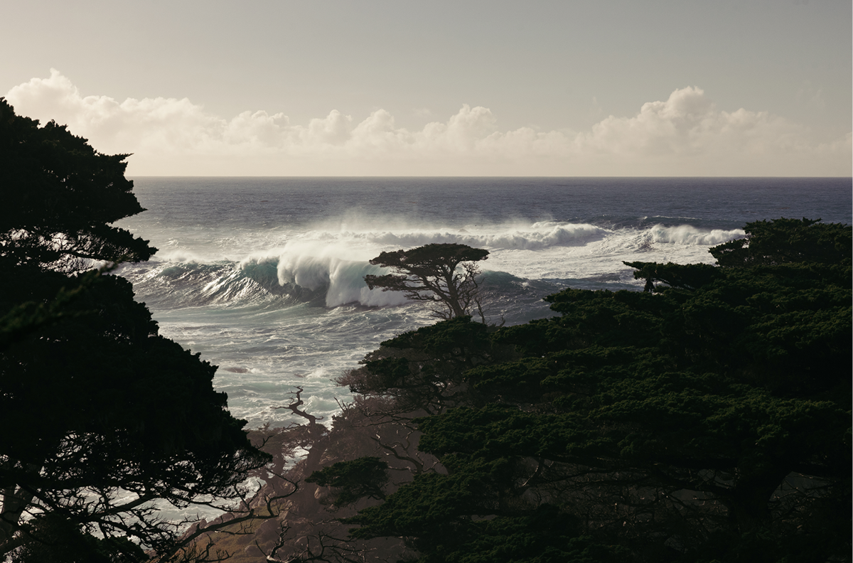 Point Lobos, One
