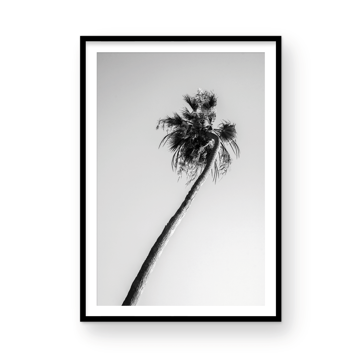 Solo Palm