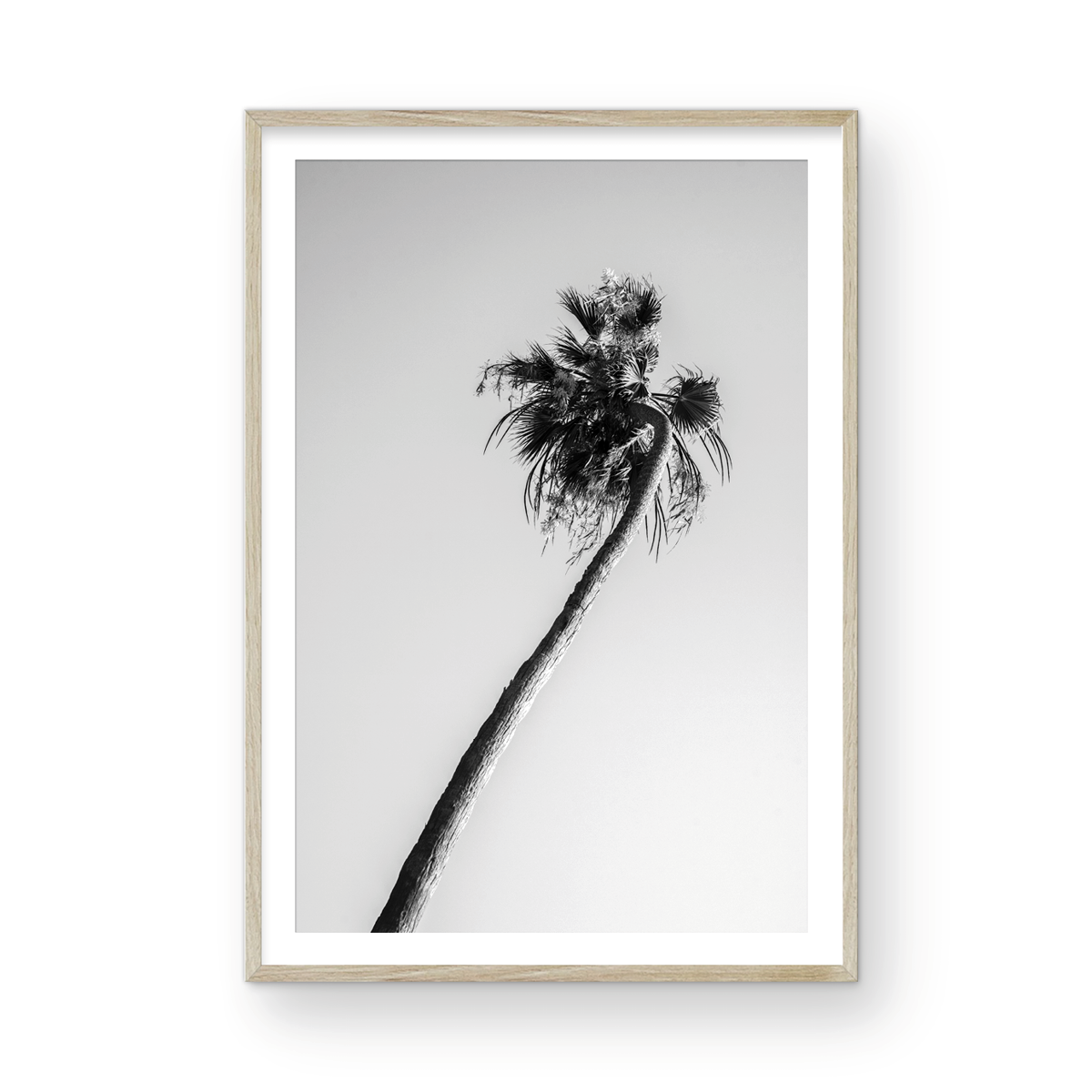 Solo Palm
