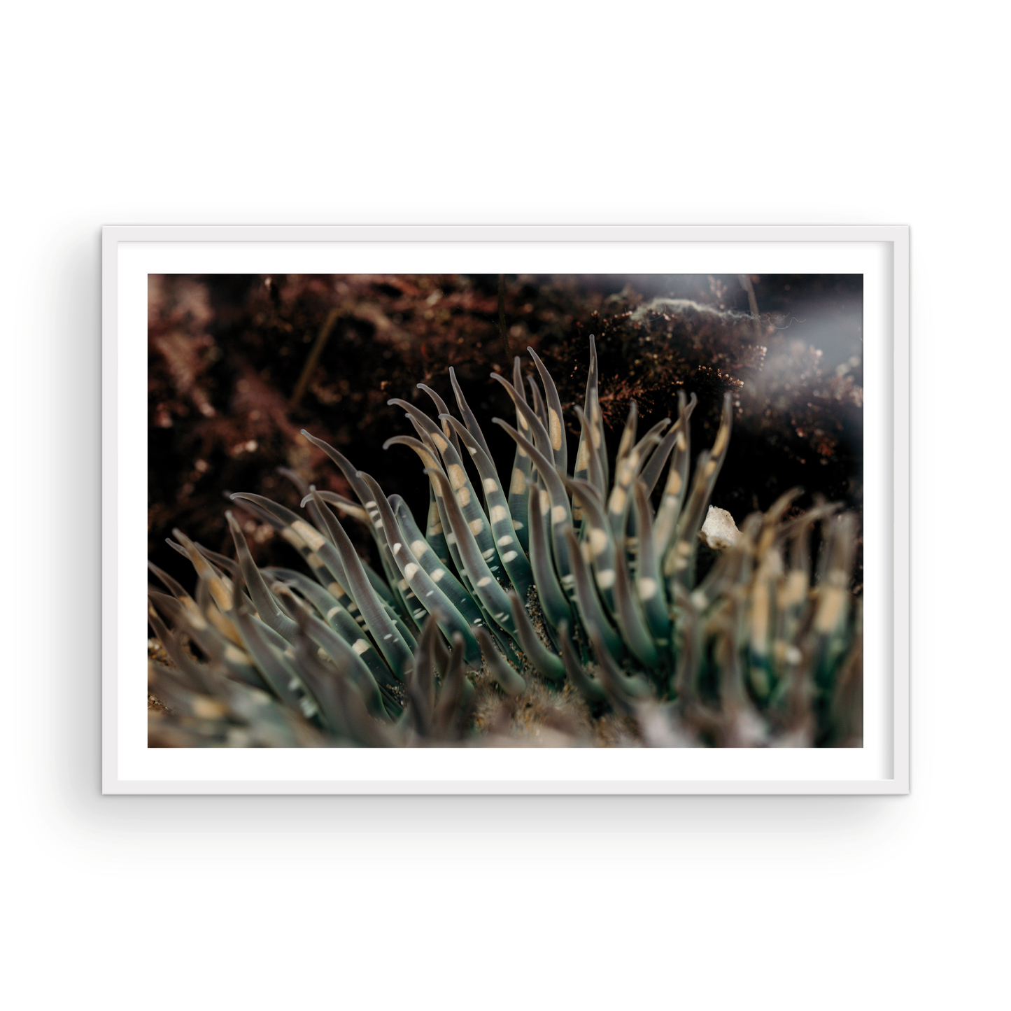 Anemone, Fifteen