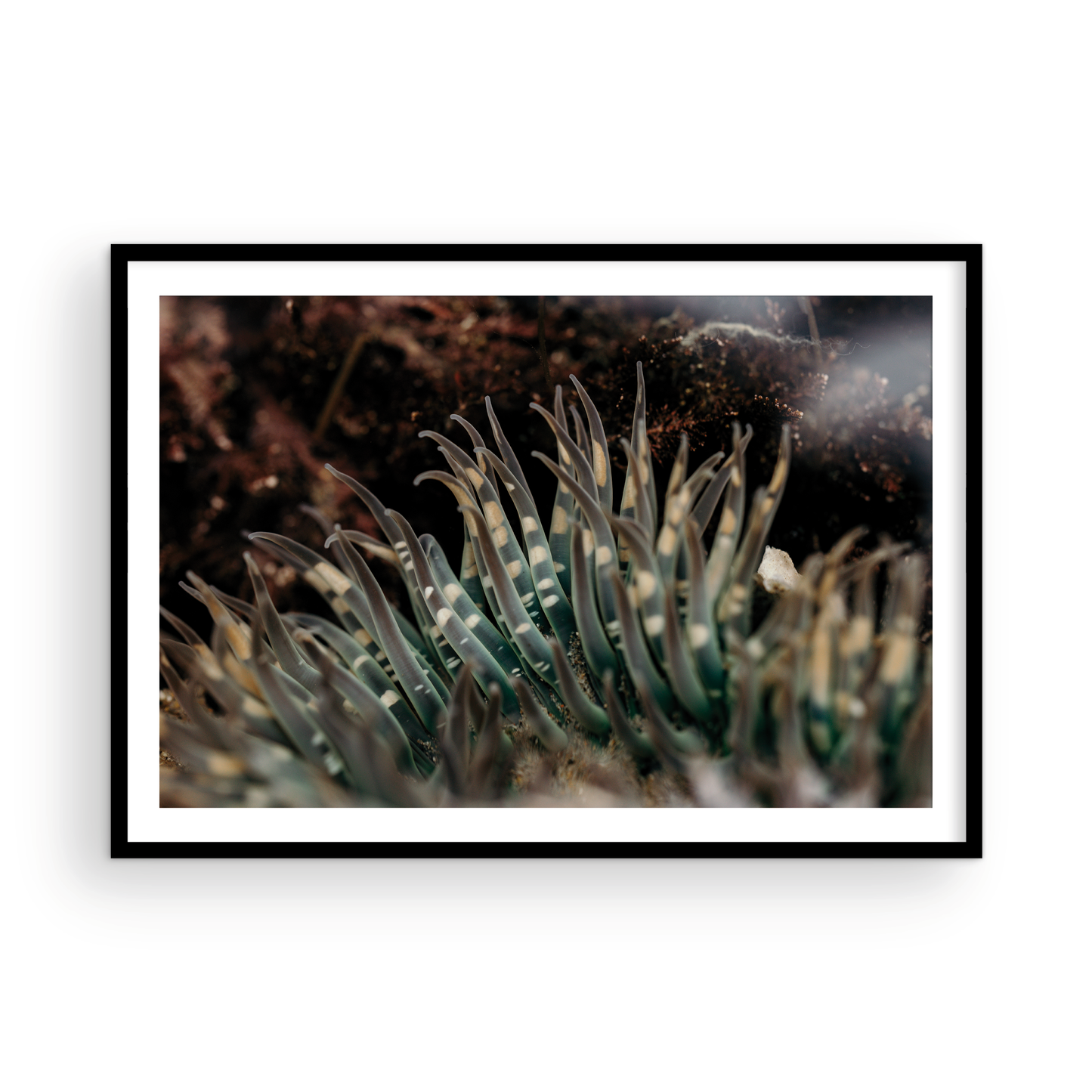 Anemone, Fifteen