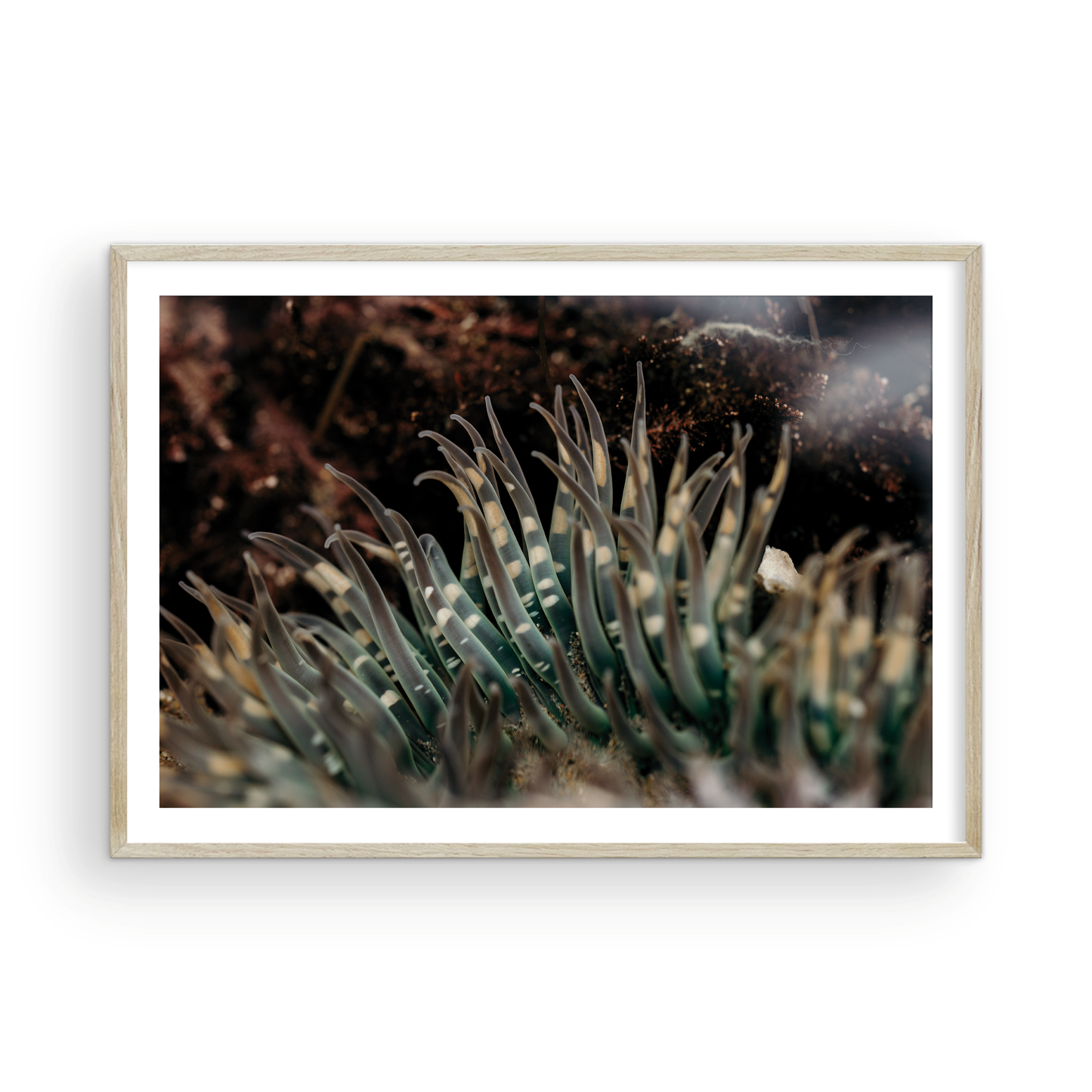 Anemone, Fifteen