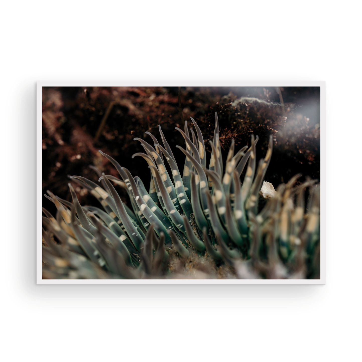 Anemone, Fifteen