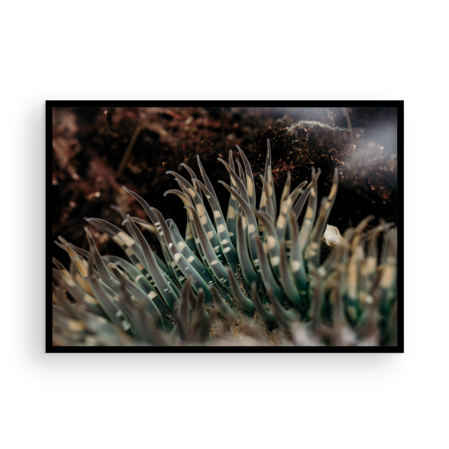 Anemone, Fifteen