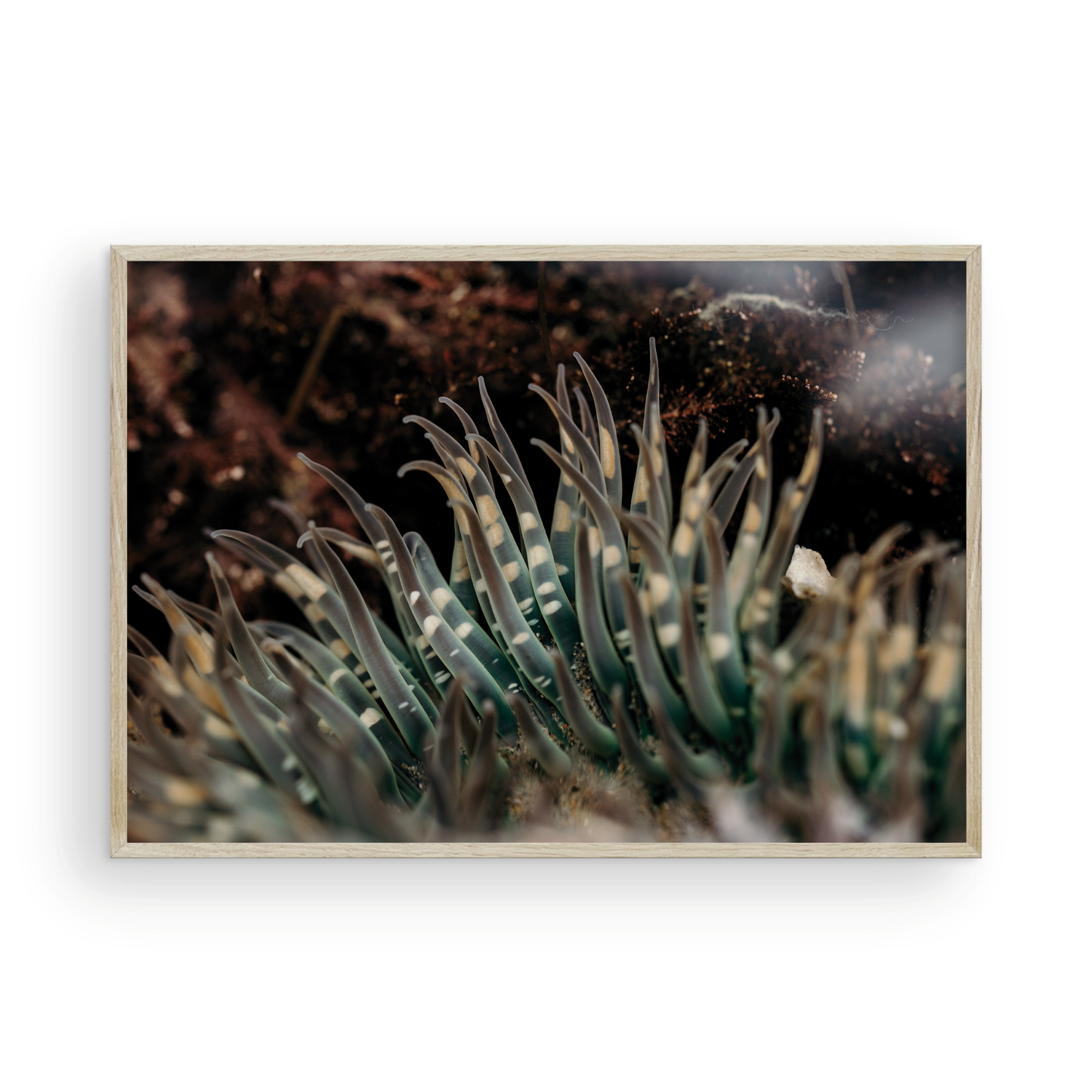 Anemone, Fifteen