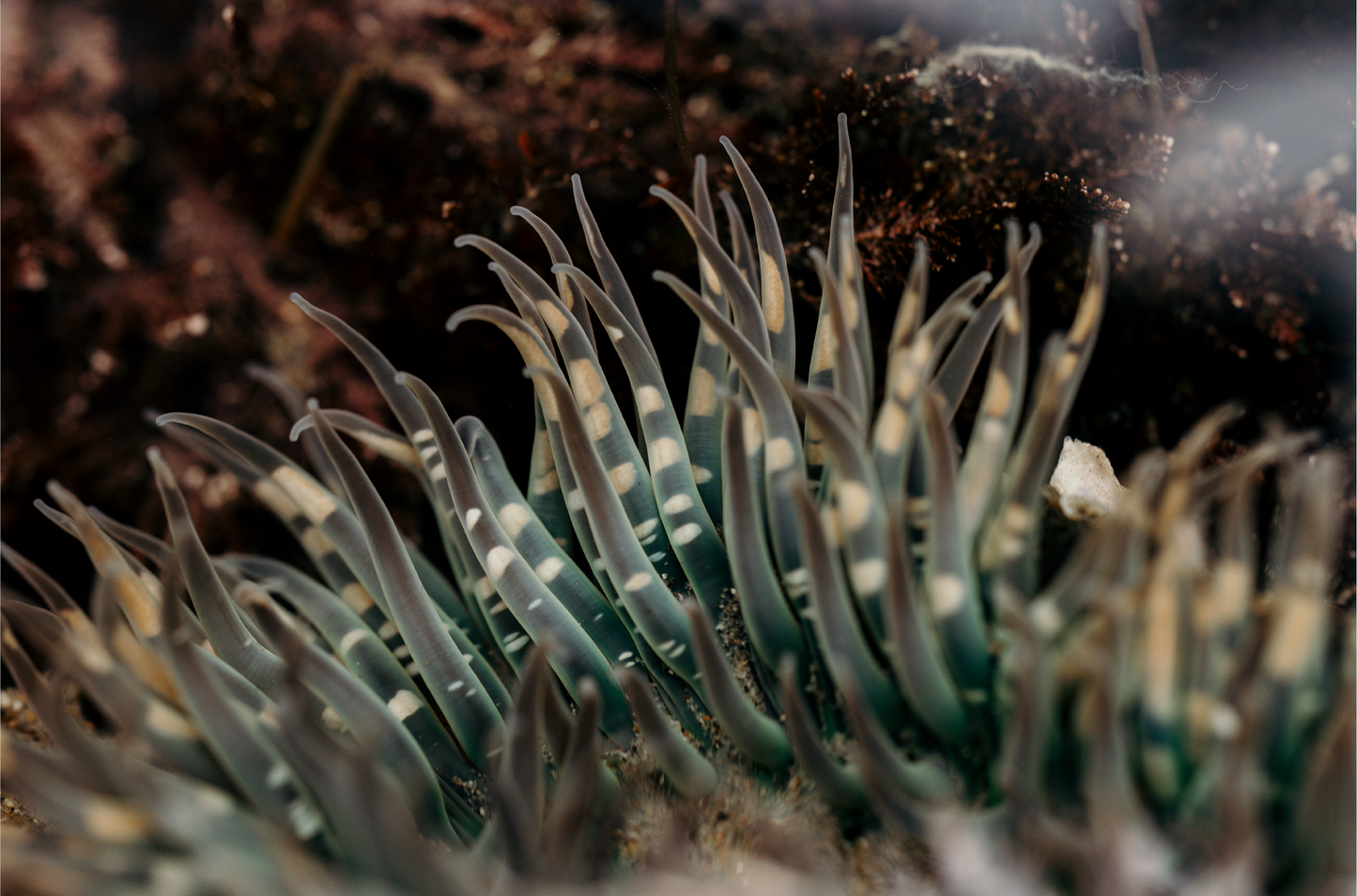 Anemone, Fifteen