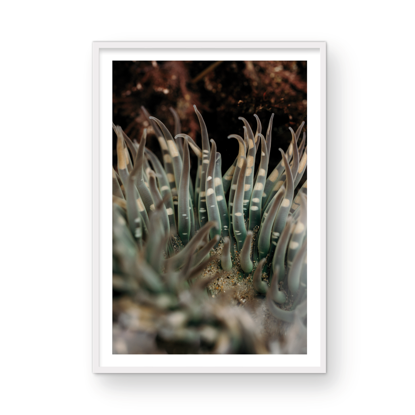 Anemone, Fourteen