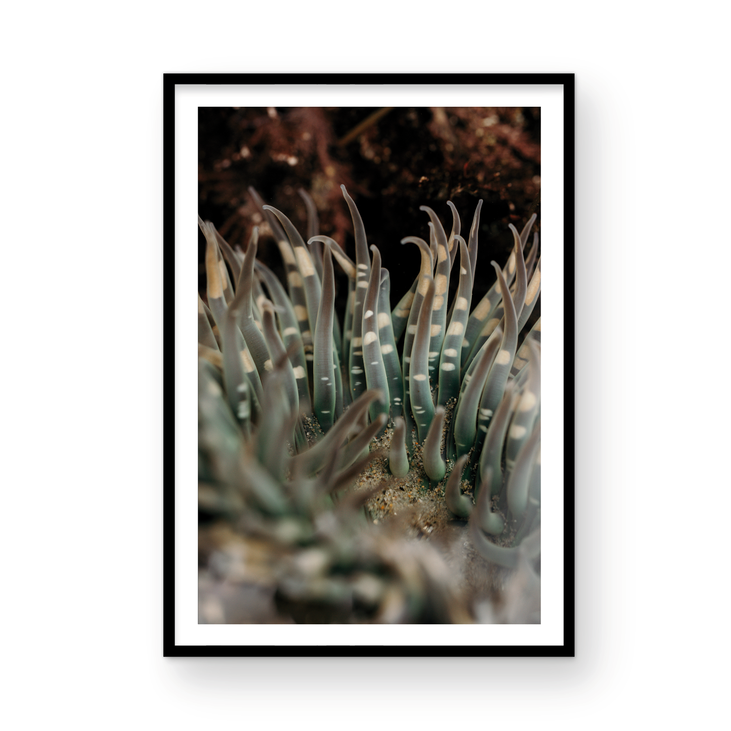Anemone, Fourteen