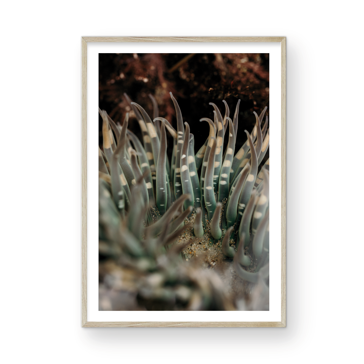Anemone, Fourteen