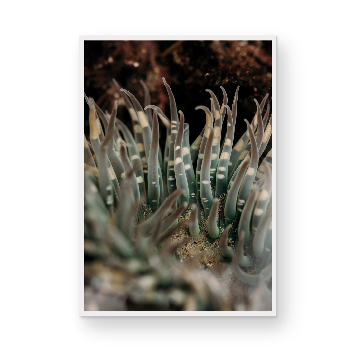 Anemone, Fourteen