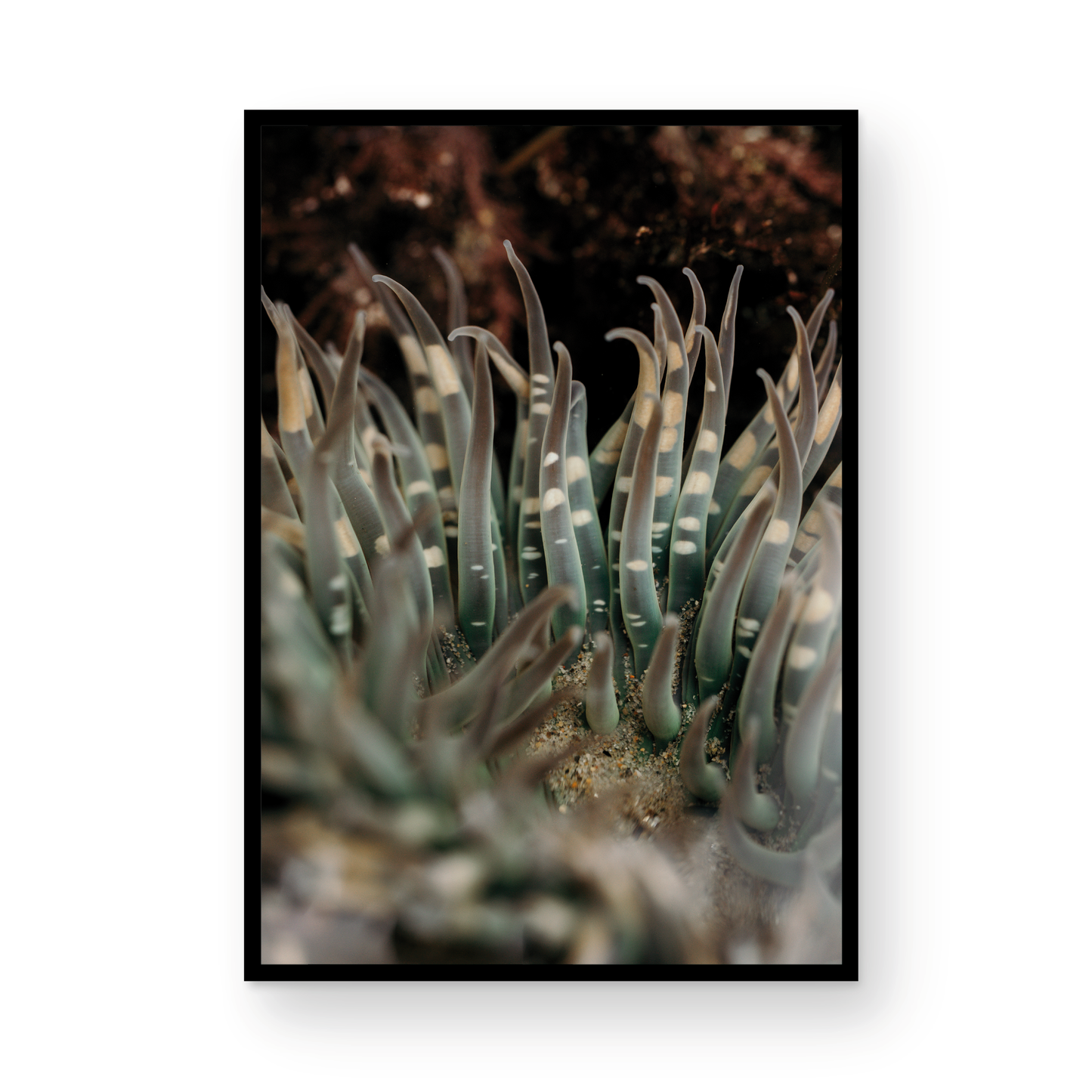 Anemone, Fourteen