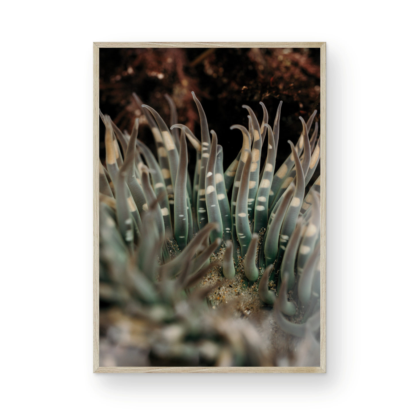 Anemone, Fourteen