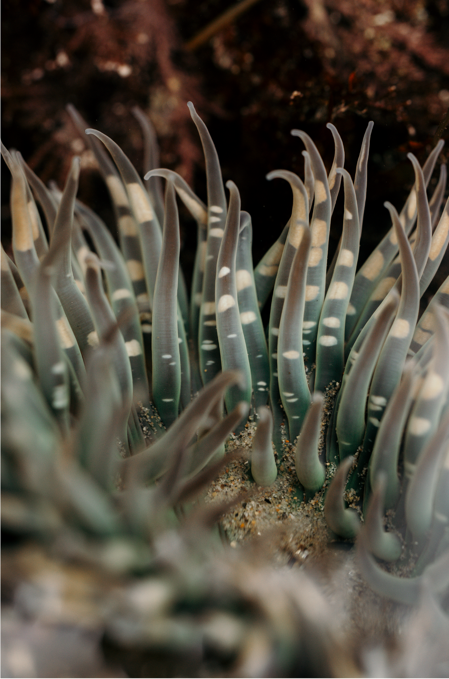 Anemone, Fourteen