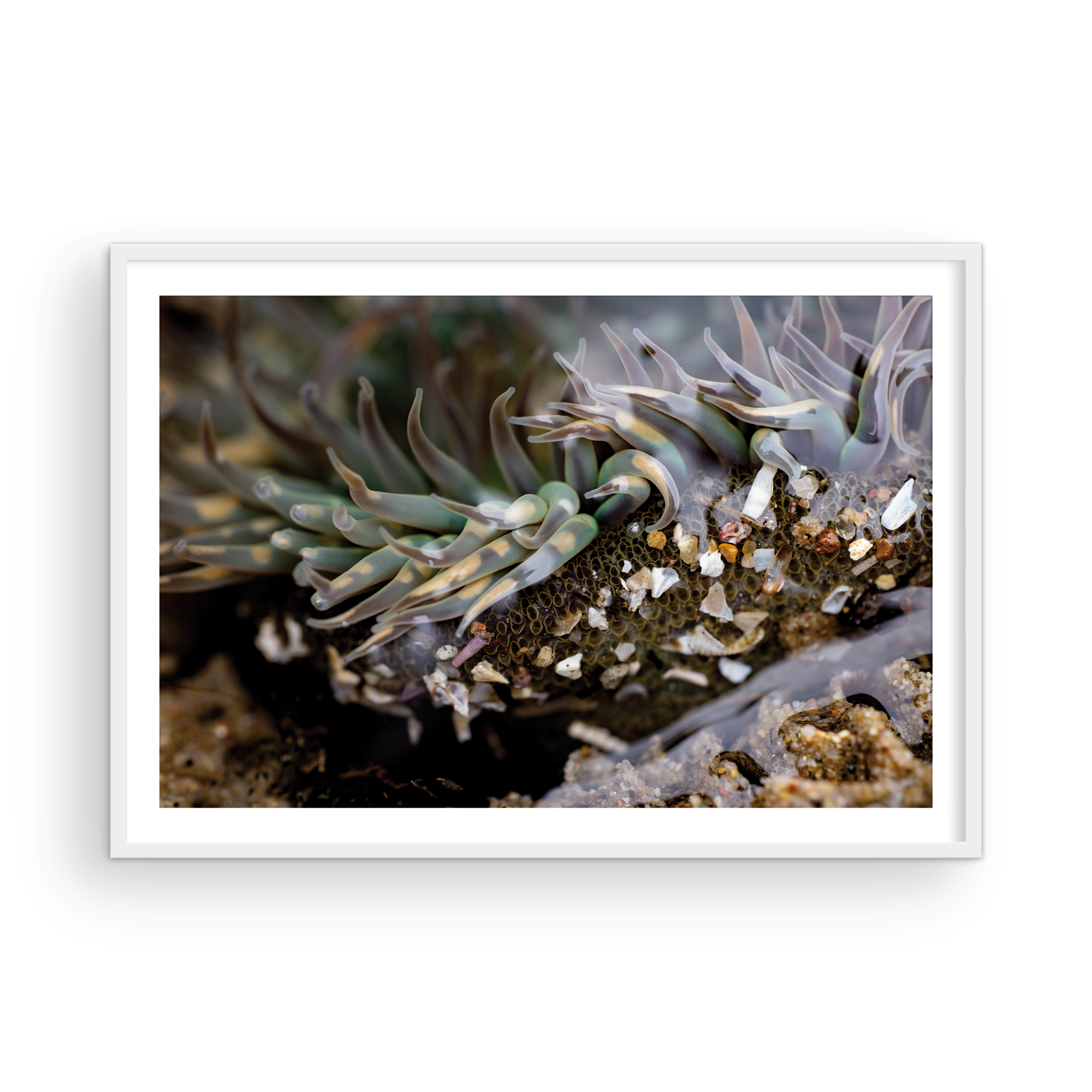 Anemone, Twenty