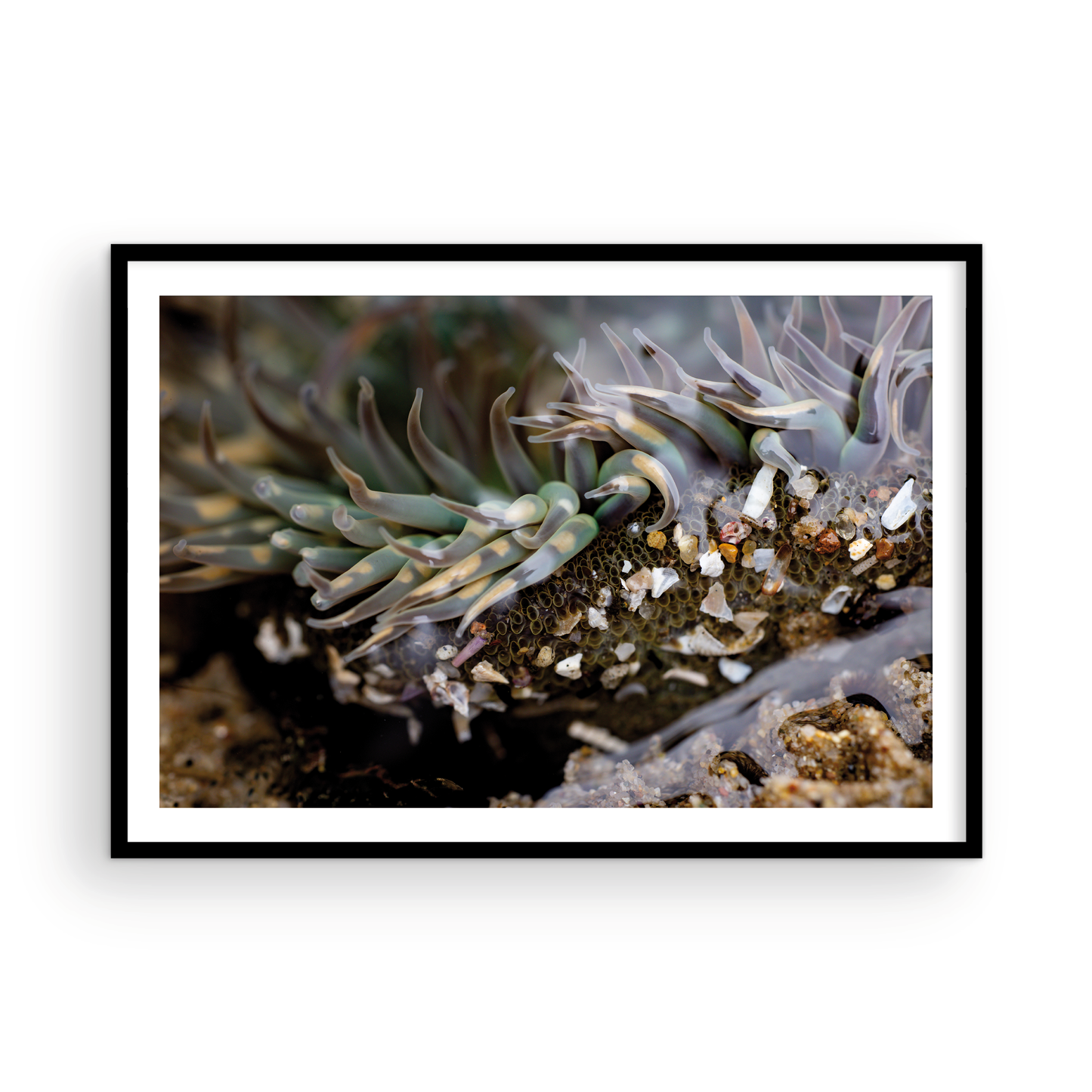 Anemone, Twenty