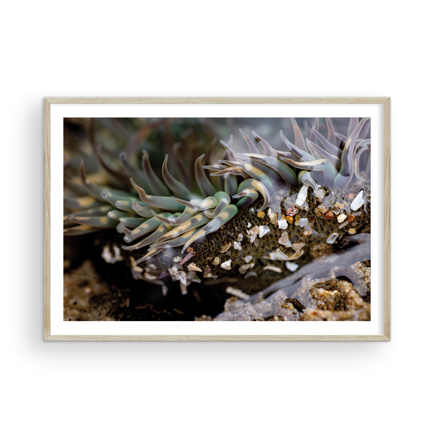 Anemone, Twenty