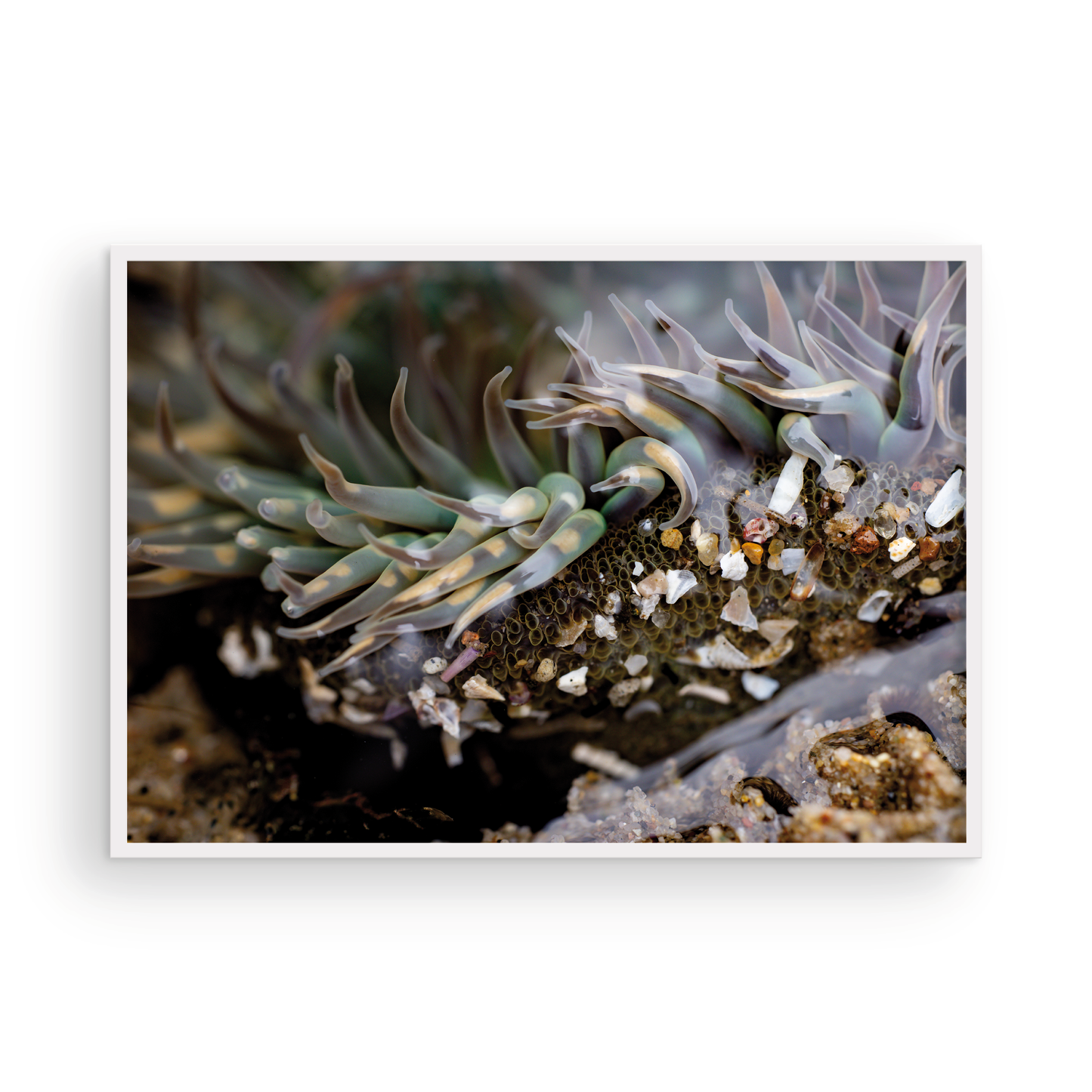 Anemone, Twenty