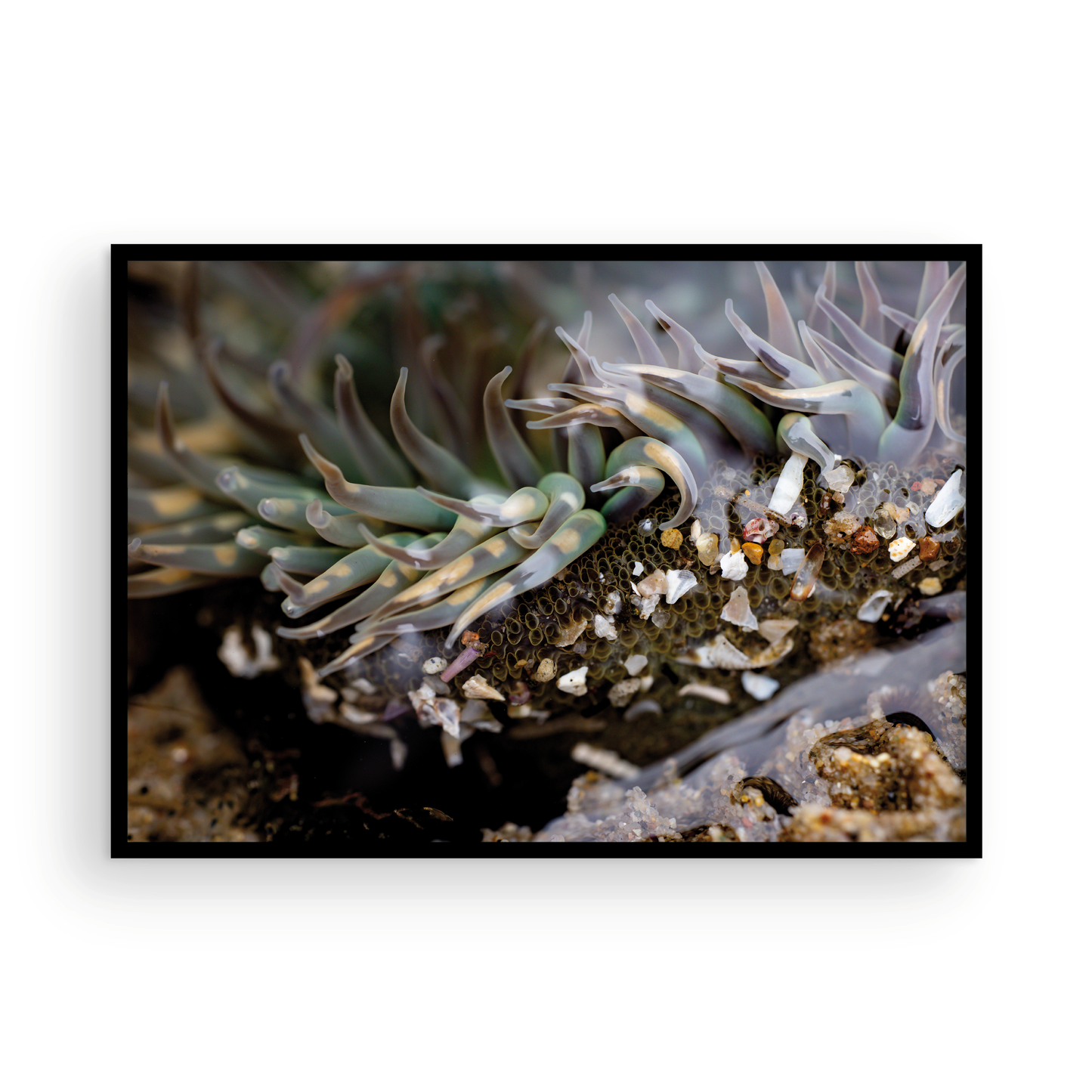 Anemone, Twenty