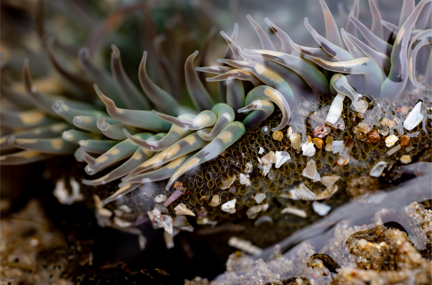 Anemone, Twenty